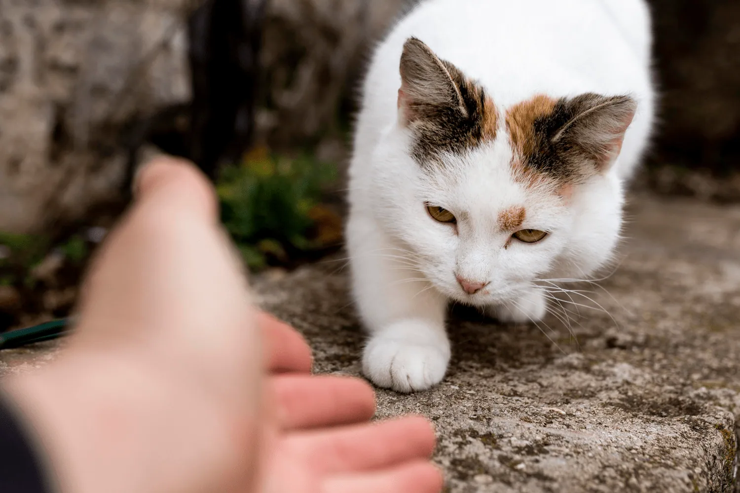 Mano acariciando un gato